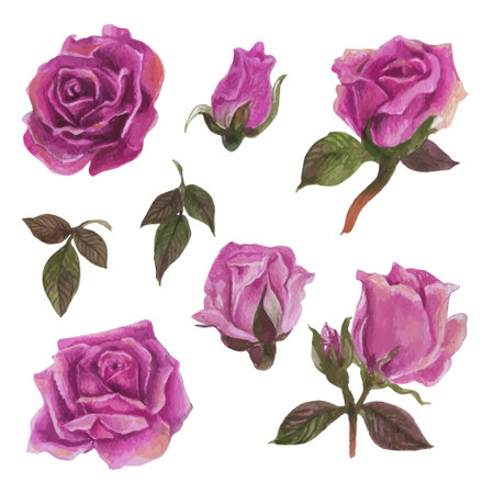 Set of rose watercolor elements. Vector illustration.のイラスト素材