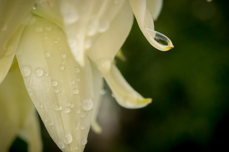White flower in the morning の写真素材