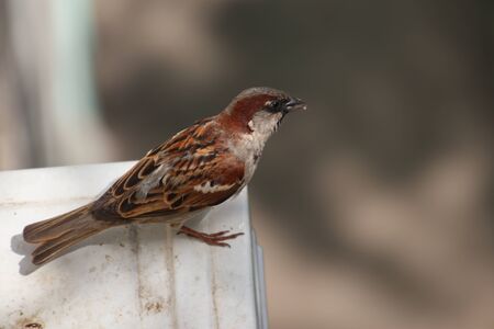 Sparrow portraitの写真素材