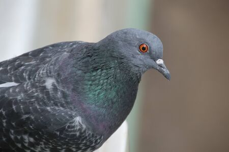 Portrait of a doveの写真素材