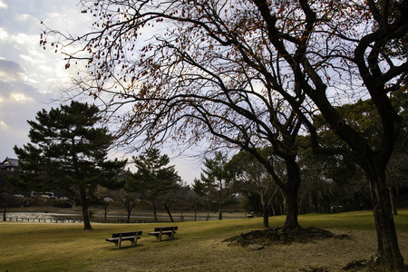 Nara Parkの写真素材