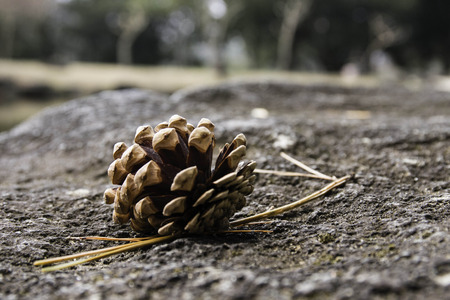 Pinecone の写真素材
