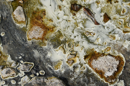 Chloroflexus aurantiacus bacteriam or white pondweed and thermophilic algae live  under shallow hot water in natural hot spring. The swaying white pondweed in shallow water is beautiful background.の写真素材