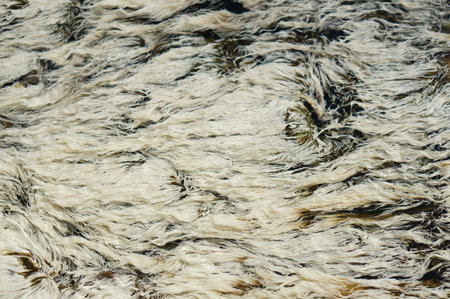 Chloroflexus aurantiacus bacteriam or white pondweed and thermophilic algae live  under shallow hot...