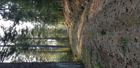 Black Forest Forest Trailの写真素材