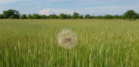 Blowball Meadowの写真素材