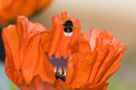 Hummel im Mohnの写真素材