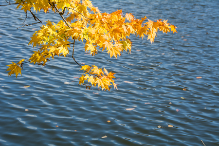 Yellow Maple and lakeの写真素材