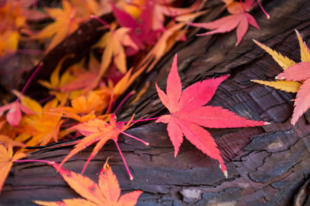 Zoom Autumn Maple on treeの写真素材
