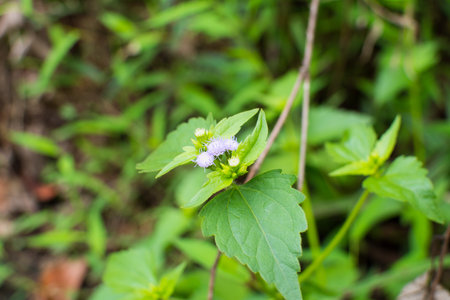 Little violet flowers among green leaf