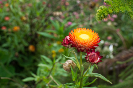 Big orange flower on grass