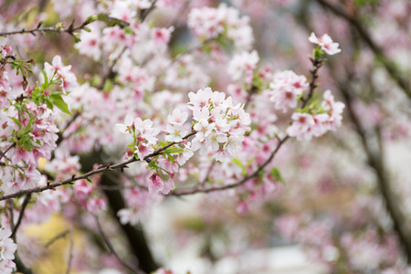 Soft cherry blossom on branch behind the sceneの写真素材