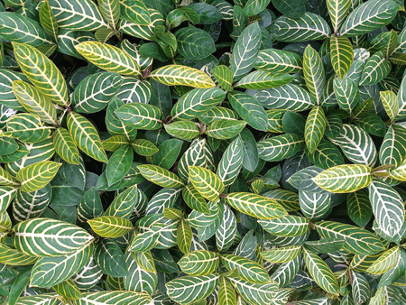 Many leaves as Backgroundの写真素材