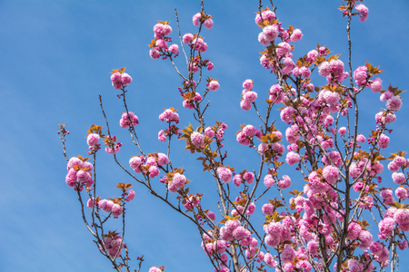Pink Peach blossom on blue skyの写真素材