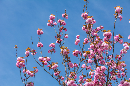 Pink peach full bloom and blue skyの写真素材