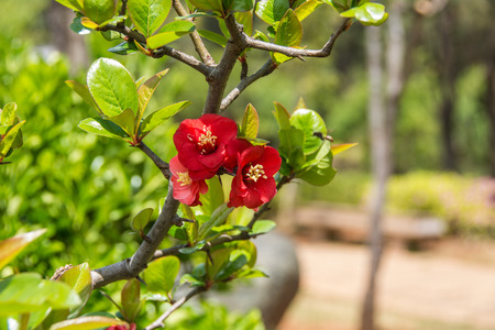 Red Peony on branch in focusの写真素材