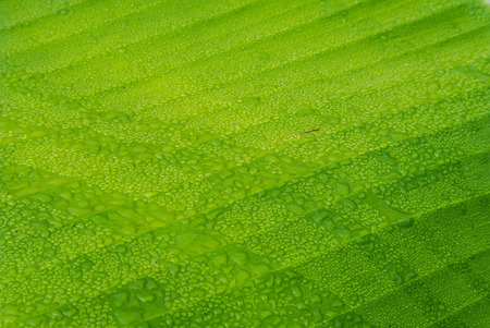 dew on banana leaf texture is colorfulの写真素材