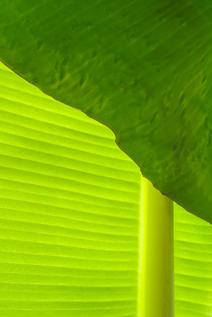 dew on banana leaf texture is colorfulの写真素材