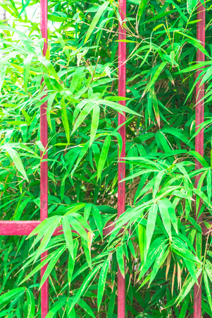 Red grille fences and bamboo leaves background の写真素材