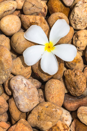 white plumeria on brown pebbles background の写真素材
