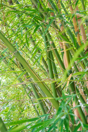Bamboo leaves isolated on white background with copy space.の写真素材