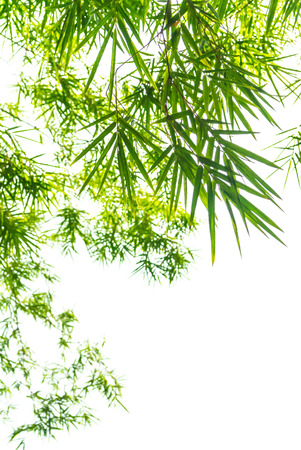Bamboo leaves isolated on white background with copy space.の写真素材