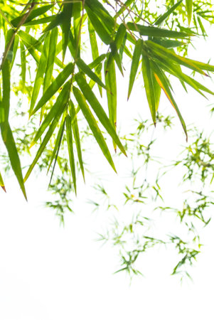 Bamboo leaves isolated on white background with copy space.の写真素材