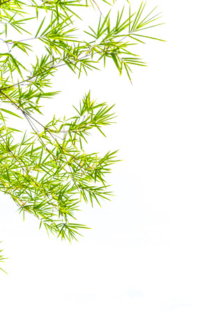Bamboo leaves isolated on white background with copy space.の写真素材