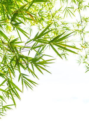 Bamboo leaves isolated on white background with copy space.の写真素材