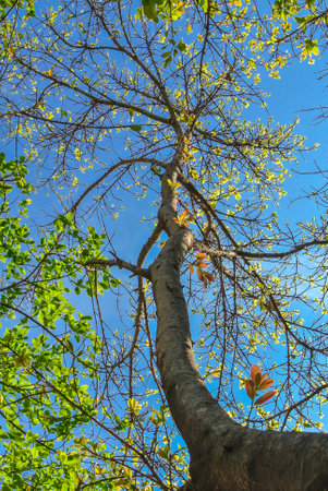 Old tree in spring colors with the sun through the branches.の写真素材
