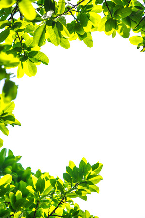 Green leaves isolated on white background with copy space.の写真素材