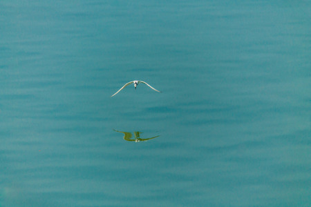 Flying seagull over sea.の写真素材