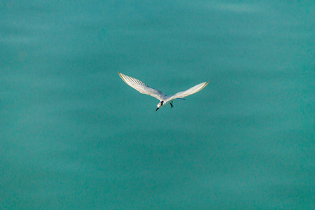 Flying seagull over sea.の写真素材