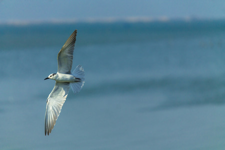 Flying seagull over sea.の写真素材