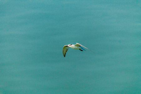 Flying seagull over sea.