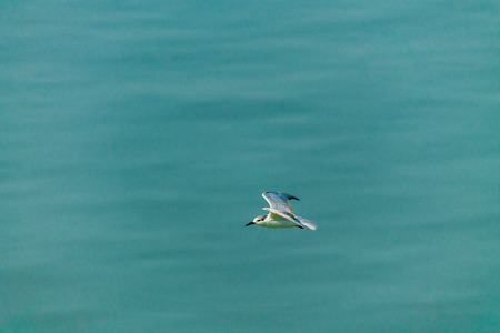 Flying seagull over sea.の写真素材