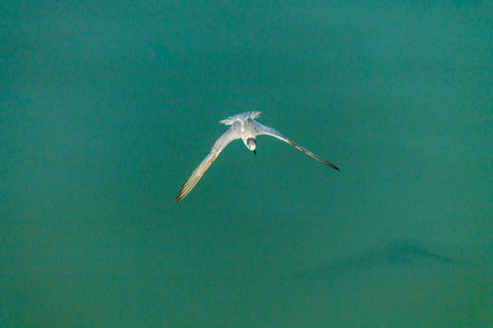 Flying seagull over sea.の写真素材
