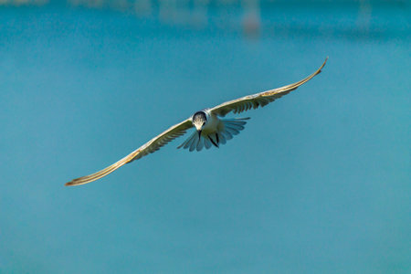 Flying seagull over sea.