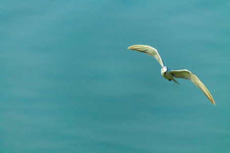 Flying seagull over sea.の写真素材