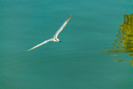 Flying seagull over sea.