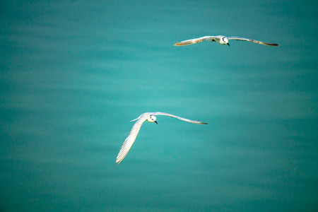 Flying seagulls over sea.の写真素材
