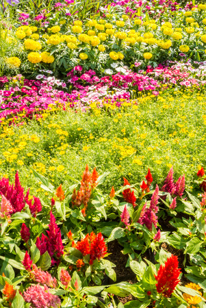 Landscaped flower garden with lots of colorful blooms.の写真素材