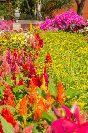 Landscaped flower garden with lots of colorful blooms.の写真素材