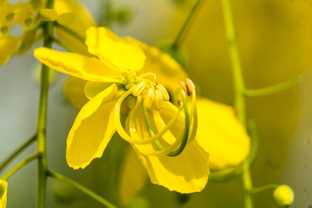 Golden shower burgeon on every summer.の写真素材