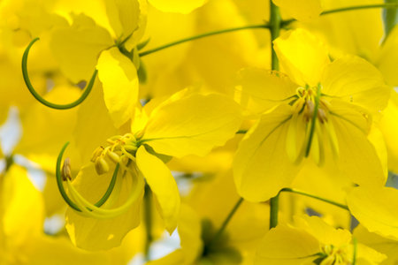 Golden shower burgeon on every summer.