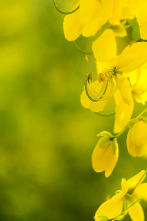 Golden shower burgeon on every summer.の写真素材