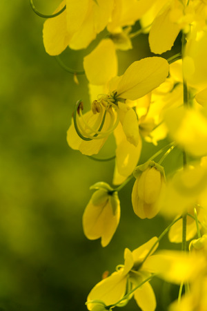Golden shower burgeon on every summer.の写真素材