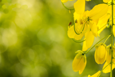 Golden shower burgeon on every summer.の写真素材