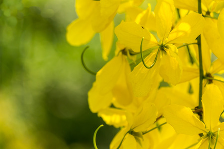 Golden shower burgeon on every summer.の写真素材