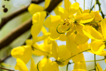 Golden shower burgeon on every summer.の写真素材